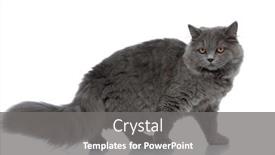  Presentation with british rugby - Presentation theme enhanced with side view of a sweet british longhair cat with gray fur standing and looking away pensive against white studio background background and a gray colored foreground