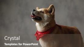  Presentation with sweet - PPT layouts enhanced with side-view-of-a-sweet background and a dark gray colored foreground