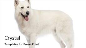  Presentation with old dog - Presentation theme with a swiss shepherd dog background and a white colored foreground