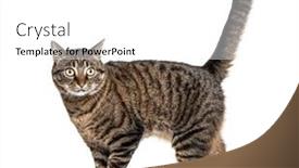  Presentation with walking cat - Slide set featuring side-view-of-a-tabby background and a white colored foreground