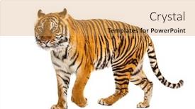  Presentation with tiger - Amazing presentation design having side-view-of-a-tiger backdrop and a yellow colored foreground