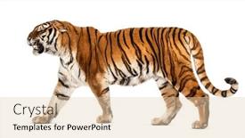  Presentation with tiger - Colorful presentation theme enhanced with side-view-of-a-tiger backdrop and a lemonade colored foreground