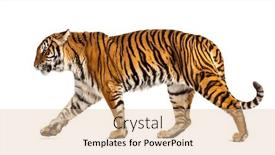  Presentation with tiger - Amazing slide set having side-view-of-a-tiger backdrop and a lemonade colored foreground