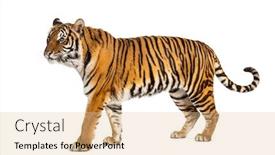  Presentation with tiger - Cool new slide set with side-view-of-a-tiger backdrop and a lemonade colored foreground