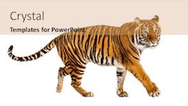  Presentation with tiger - Colorful presentation enhanced with side-view-of-a-tiger backdrop and a yellow colored foreground