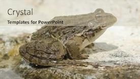  Presentation with water environment - PPT theme enhanced with side-view-of-a-toad background and a soft green colored foreground
