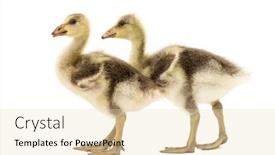  Presentation with bar - Colorful slide set enhanced with side-view-of-a-two backdrop and a lemonade colored foreground