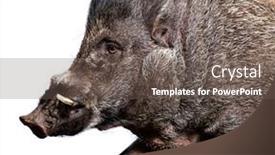  Presentation with pig - PPT theme consisting of side-view-of-a-visayan background and a gray colored foreground