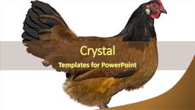  Presentation with chicken - Audience pleasing slide deck consisting of side-view-of-a-vorwerk backdrop and a tawny brown colored foreground