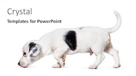  Presentation with puppy - PPT layouts consisting of side-view-of-a-walking background and a white colored foreground