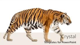  Presentation with walking cat - Colorful presentation design enhanced with side-view-of-a-walking backdrop and a lemonade colored foreground