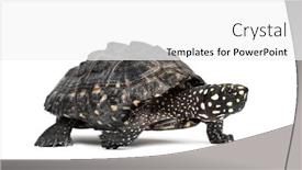  Presentation with turtle - Amazing slide deck having side-view-of-a-walking backdrop and a white colored foreground