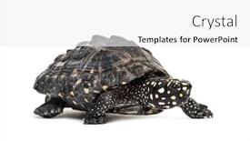  Presentation with turtle - Presentation featuring side-view-of-a-walking background and a white colored foreground