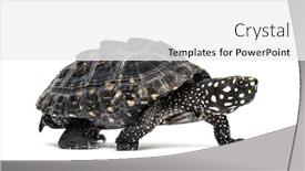  Presentation with turtle - Audience pleasing slides consisting of side-view-of-a-walking backdrop and a white colored foreground
