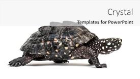  Presentation with pond - Slide deck featuring side-view-of-a-walking background and a white colored foreground