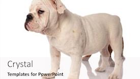  Presentation with english bulldog - Slides consisting of side view of a white english bulldog puppy standing with brother behind it studio picture background and a sky blue colored foreground