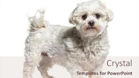  Presentation with dog - Beautiful slides featuring side-view-of-a-white backdrop and a soft green colored foreground