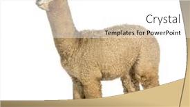  Presentation with lama - Slide set enhanced with side-view-of-a-white background and a white colored foreground