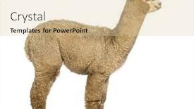  Presentation with lama - PPT theme with side-view-of-a-white background and a lemonade colored foreground