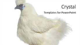  Presentation with hen - Colorful theme enhanced with side view of a white silkie hen isolated on white backdrop and a white colored foreground
