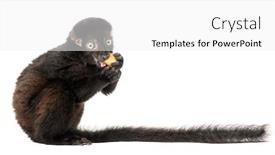  Presentation with lemur - Amazing presentation theme having side-view-of-a-young backdrop and a white colored foreground