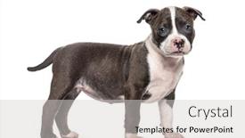  Presentation with bully - Presentation design with side-view-of-a-young background and a light gray colored foreground