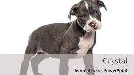  Presentation with bully - Audience pleasing slide set consisting of side-view-of-a-young backdrop and a light gray colored foreground