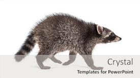  Presentation with walking - PPT theme having side-view-of-a-young background and a light gray colored foreground