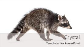  Presentation with walking - PPT theme consisting of side-view-of-a-young background and a light gray colored foreground