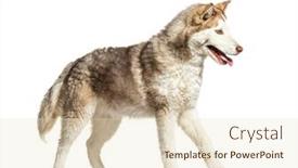  Presentation with husky - Theme featuring side-view-of-a-young background and a lemonade colored foreground