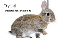  Presentation with rabbit - PPT layouts enhanced with side-view-of-a-young background and a white colored foreground