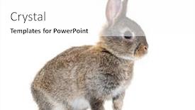  Presentation with rabbit - Presentation theme featuring side-view-of-a-young background and a white colored foreground