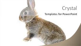  Presentation with rabbit - PPT theme consisting of side-view-of-a-young background and a white colored foreground