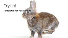  Presentation with rabbit - Presentation theme having side-view-of-a-young background and a white colored foreground