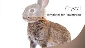  Presentation with rabbit - Presentation design enhanced with side-view-of-a-young background and a white colored foreground