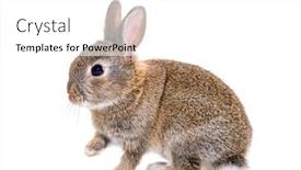 Presentation with rabbit - Slide deck with side-view-of-a-young background and a  colored foreground