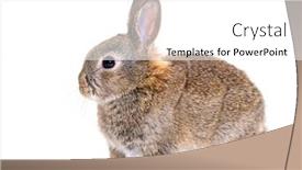  Presentation with bunny - Slides featuring side-view-of-a-young background and a white colored foreground