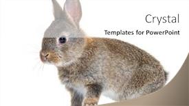  Presentation with rabbit - Presentation consisting of side-view-of-a-young background and a white colored foreground