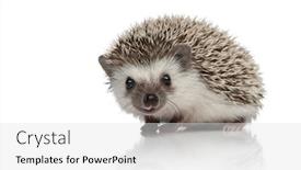  Presentation with body - PPT theme having side view of adorable african hedgehog searching and walking isolated on white background full body background and a light gray colored foreground