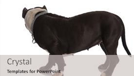  Presentation with bully - PPT theme featuring side view of adorable american bully standing on white background and looking to side background and a light gray colored foreground