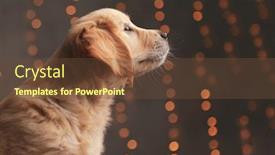  Presentation with golden lights - Slide deck having side-view-of-adorable-golden background and a tawny brown colored foreground