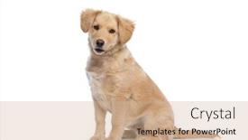  Presentation with golden - Presentation featuring side-view-of-adorable-golden background and a coral colored foreground