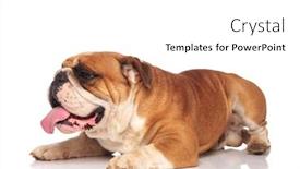  Presentation with english bulldog - Amazing theme having side view of adorable lying english bulldog with tongue exposed on white background backdrop and a white colored foreground