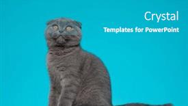  Presentation with fold - Slide set featuring side-view-of-adorable-scotish background and a light gray colored foreground