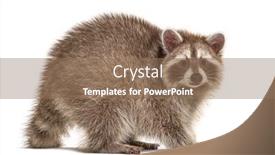  Presentation with camera - Colorful slide deck enhanced with side-view-of-adult-red backdrop and a coral colored foreground