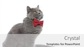  Presentation with red bow - Presentation theme enhanced with side view of an adorable british longhair cat with red bow tie sitting and looking away pensive against white studio background background and a light gray colored foreground