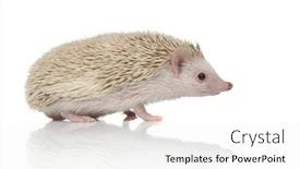  Presentation with healthy workplace full length side view - Theme consisting of side-view-of-an-adorable background and a white colored foreground