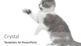 Presentation with paw - Amazing presentation theme having side-view-of-an-adorable backdrop and a white colored foreground