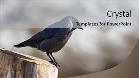  Presentation with jackdaw - PPT theme enhanced with side view of an adult background and a  colored foreground