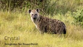  Presentation with uganda - Presentation theme featuring side-view-of-an-adult background and a yellow colored foreground